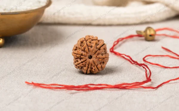 Natural 7 Mukhi Rudraksha (Nepali)