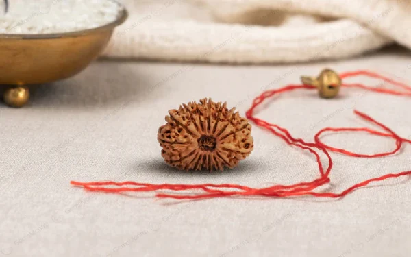 Natural 16 Mukhi Rudraksha (Nepali)