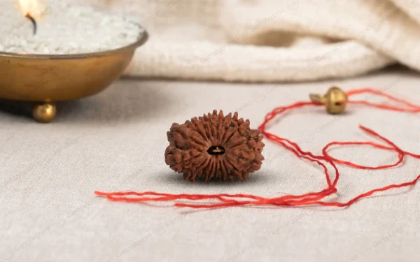 Natural 17 Mukhi Rudraksha (Nepali)